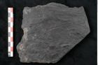 Foto (Detailansicht) von Noeggerathia palmaeformis Goeppert (NHMW-GEO-2024-0188-10742)